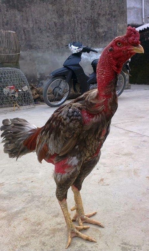 Gà chọi Việt Nam luôn được biết đến là vị vua trong thế giới của các chú gà chọi. Xem ảnh của chúng để tìm hiểu về những đặc tính nổi bật và tuyệt vời của loài gà này.