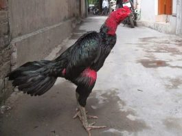 Thức ăn cho gà chọi và những điều cần biết khi nuôi gà chọi