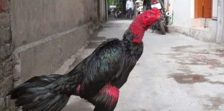 Thức ăn cho gà chọi và những điều cần biết khi nuôi gà chọi