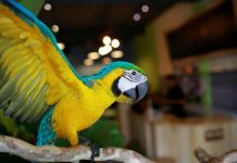 Các loại thức ăn cho vẹt giúp thú cưng luôn khỏe mạnh