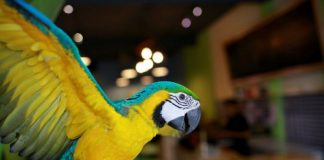 Các loại thức ăn cho vẹt giúp thú cưng luôn khỏe mạnh