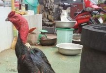 Cách chăm sóc gà chọi trước khi đá theo đúng chuẩn khoa học