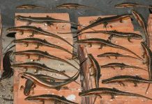 Hướng dẫn kỹ thuật nuôi rắn mối hiệu quả