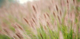 "Cõng rắn" về nhà