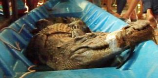 Cá sấu khủng bị tóm gọn khi lọt vào đầm tôm của dân