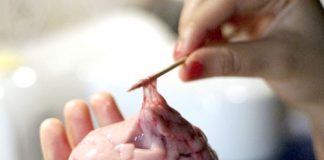 Nấu súp óc heo bổ dưỡng