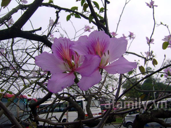 Cuối năm đi ngắm hoa ở Hà Nội