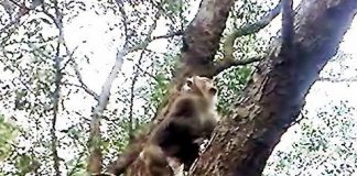 Bị bỏ rơi trên cù lao sông Hậu, đàn khỉ phá dân làng