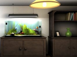 Làm sao để chọn nơi đặt bể cá?