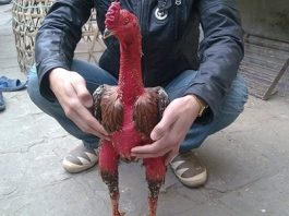 Cách chăm sóc gà chọi sau khi đá về để gà được sung hơn