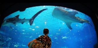 7 thủy cung lung linh nước Mỹ