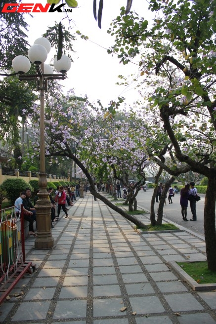 Những địa điểm chụp hoa tuyệt đẹp ở Hà Nội trong tháng Ba