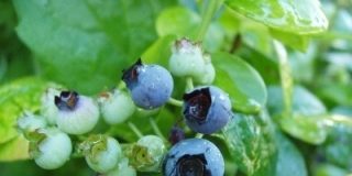 Hướng dẫn chế son bóng bằng nguyên liệu thiên nhiên