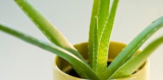 Hướng dẫn 18 mẹo làm đẹp da bằng lá lô hội