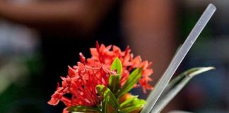 Uống nước dừa cho đúng - không phải ai cũng biết