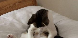 Chú mèo hoảng hốt khi biết mình đã là... "thái giám"