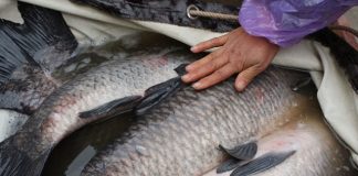 Em gái văn phòng, mỗi ngày bán nửa tấn cá, lãi 6 triệu