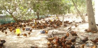 Làm giàu từ mô hình nuôi gà thả vườn đơn giản, hiệu quả