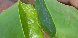 Tự chế sữa tắm từ lô hội giúp khôi phục làn da cháy nắng