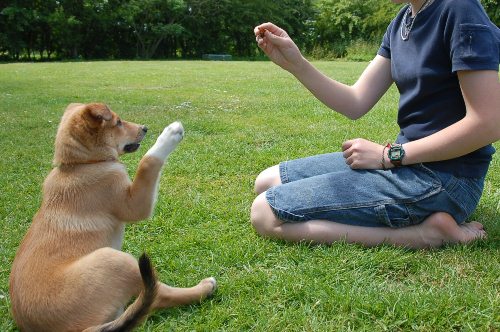 Cách huấn luyện chó con theo đúng mong đợi của bạn