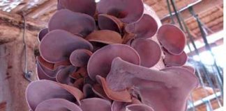 4 thực phẩm nguy hiểm, tuyệt đối không nên ăn trong dịp Tết