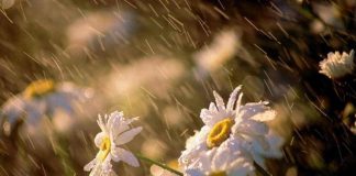 Thơ: Bóng chiều xưa