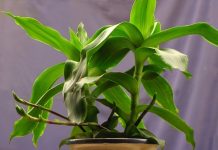 Cây lược vàng nhiều công dụng với sức khỏe?