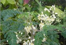 Cây chùm ngây cực hữu ích với sức khỏe