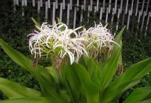 Tác dụng chữa bệnh của cây trinh nữ hoàng cung