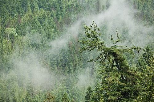 Top 5 khu rừng mê hoặc nhất địa cầu