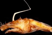 Phát hiện thêm một loài "quái vật đại dương" mới