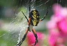 Loài nhện bám vào tường nhờ tơ