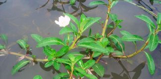 Bài thuốc chữa bệnh từ rau dừa nước