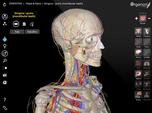 3D Organon Anatomy-NEWiSO