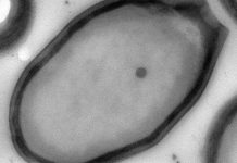 Phát hiện loại virus “bé bự” nhất thế giới Phát hiện loại virus "bé bự" nhất thế giới