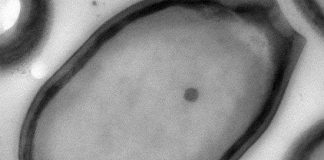 Phát hiện loại virus "bé bự" nhất thế giới