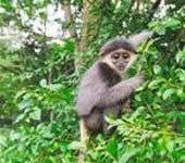 Quảng Nam: Lại phát hiện 180 con voọc chà vá chân xám