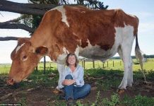 Choáng váng với con bò khổng lồ lớn nhất Australia