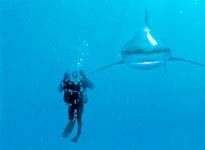 Cá mập đảo Bahamas