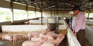 Lợi ích của dùng chế phẩm sinh học trong chăn nuôi