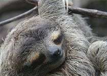 Con lười không hề lười Con lười không hề lười