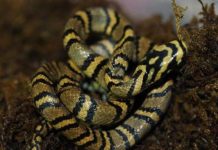Ngắm loài rắn viền ngọc trai hiếm và đẹp nhất thế giới