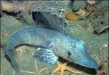 Dưới đáy biển Nam Cực có gì?