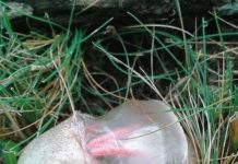 Phát hiện “trứng” của người ngoài hành tinh ở nông thôn nước Anh Phát hiện “trứng” của người ngoài hành tinh ở nông thôn nước Anh