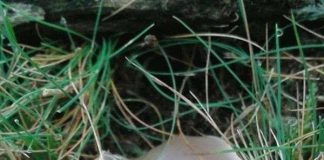 Phát hiện “trứng” của người ngoài hành tinh ở nông thôn nước Anh