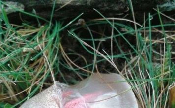 Phát hiện “trứng” của người ngoài hành tinh ở nông thôn nước Anh