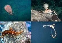 10 sinh vật biển kỳ lạ tại khu bảo tồn biển Chile