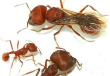 Phát hiện mấu chốt về địa vị xã hội của loài kiến Phát hiện mấu chốt về địa vị xã hội của loài kiến