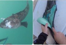 Cận cảnh loài cá có thịt xanh lè dài đến 1m đặc biệt nhất hành tinh Cận cảnh loài cá có thịt xanh lè dài đến 1m đặc biệt nhất hành tinh