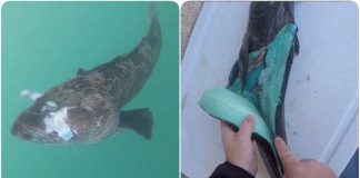 Cận cảnh loài cá có thịt xanh lè dài đến 1m đặc biệt nhất hành tinh